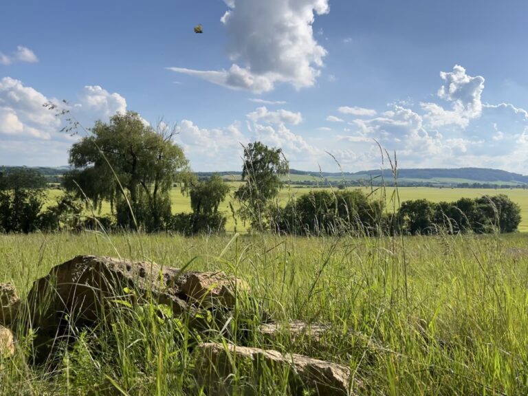 Groß (1_Koenigshainer)