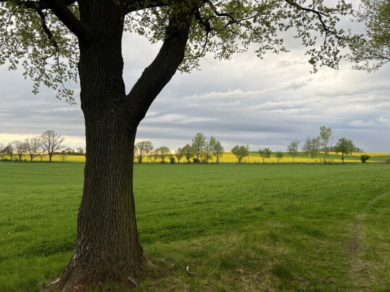 Groß (2_Koenigshainer)