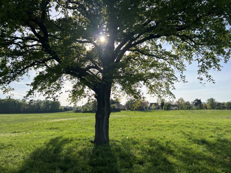 Groß (2_Neissenaue)