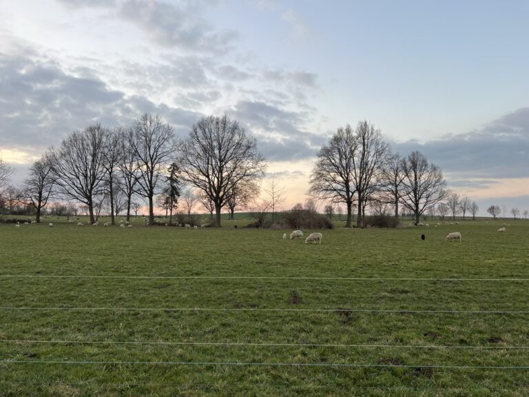 Groß (5_Koenigshainer)